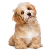 Bichon Havanês