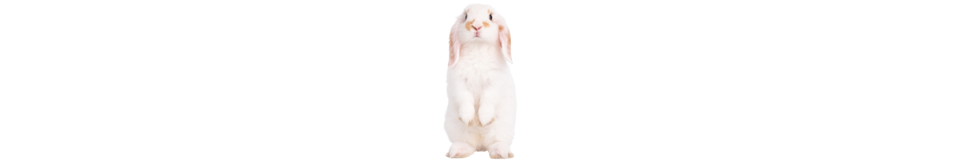 Coelho Holland Lop