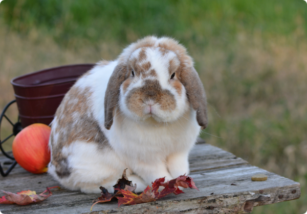 Coelho Holland Lop
