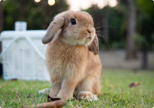 Coelho Holland Lop