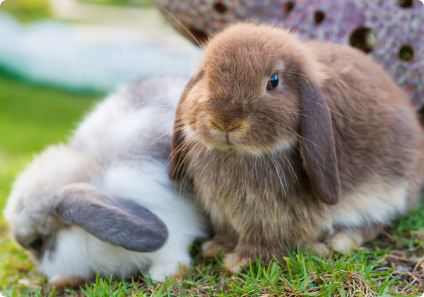 Coelho Holland Lop