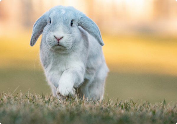 Coelho Holland Lop