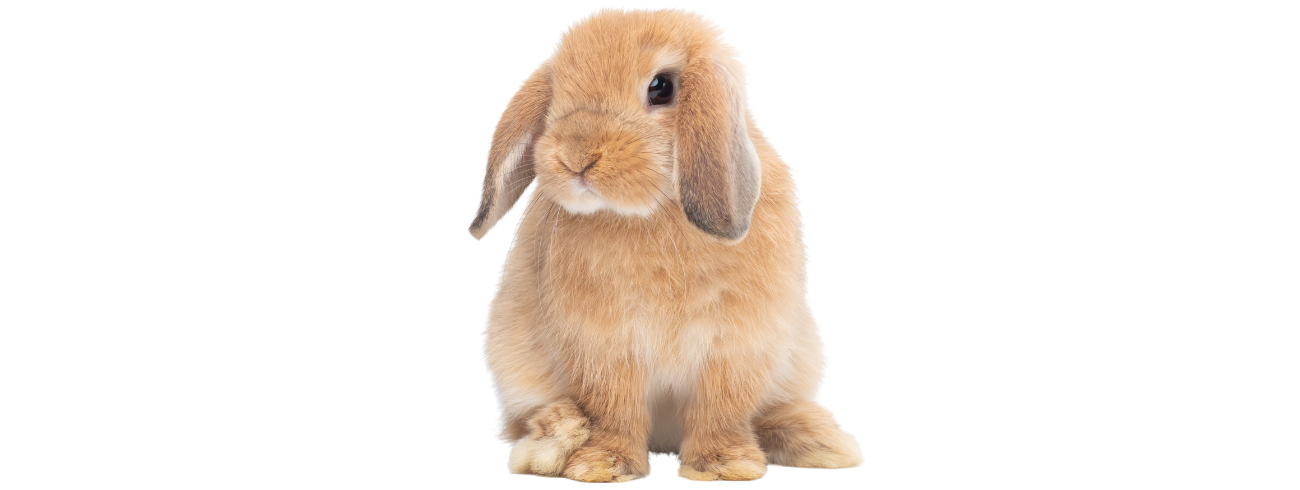 Coelho Holland Lop