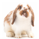 Coelho Holland Lop