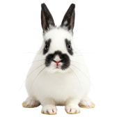 Coelho Hotot