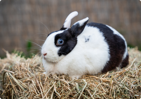 Coelho Hotot