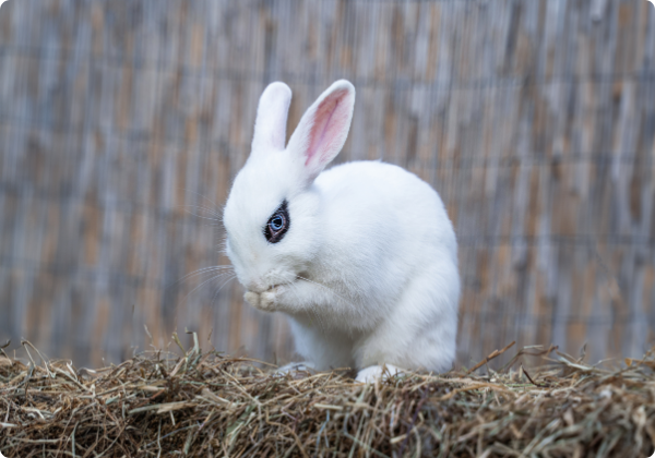 Coelho Hotot