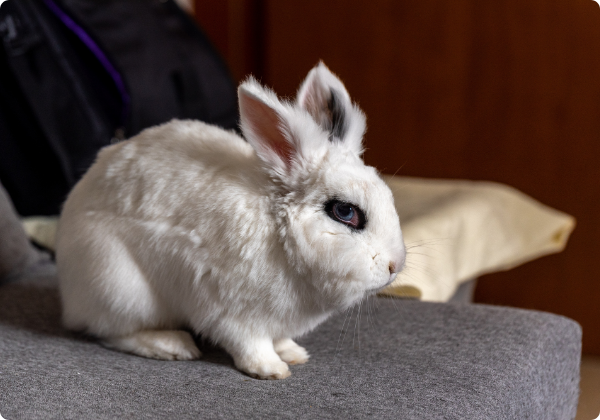 Coelho Hotot