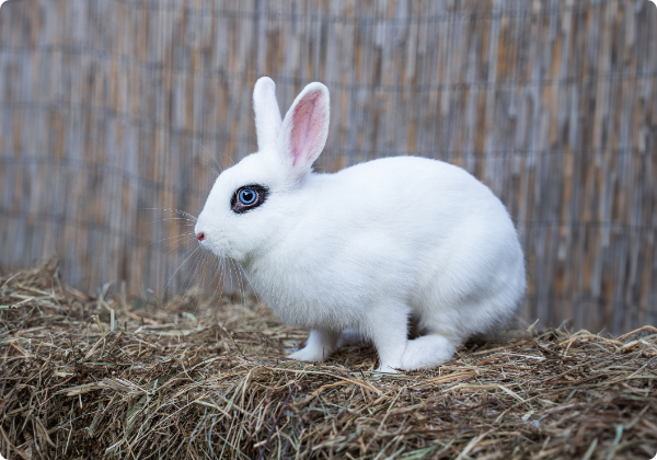 Coelho Hotot