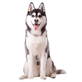 Husky Siberiano
