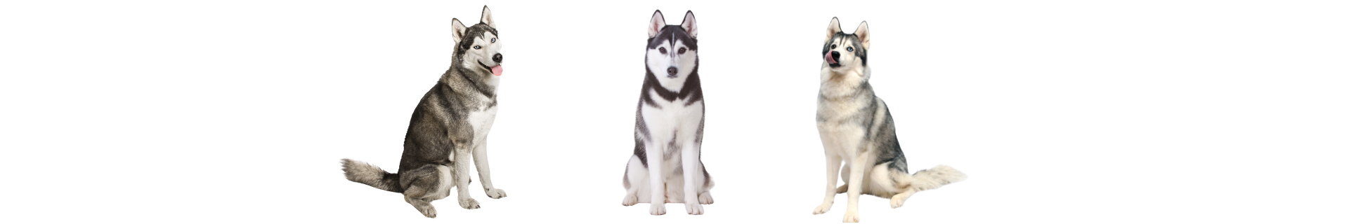 Husky Siberiano