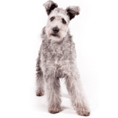 Pumi