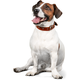 Jack Russell Terrier