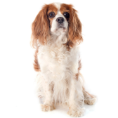 King Charles Cavalier