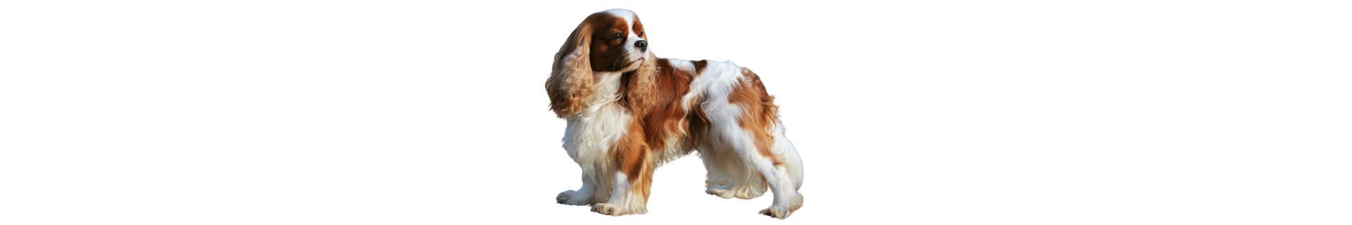 King Charles Cavalier