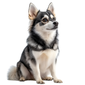 Klee Kai do Alasca
