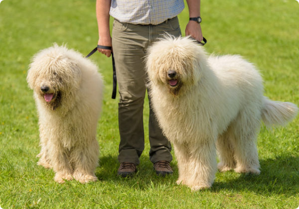 Komondor