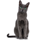 Korat