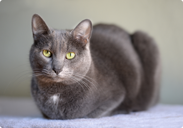 Korat