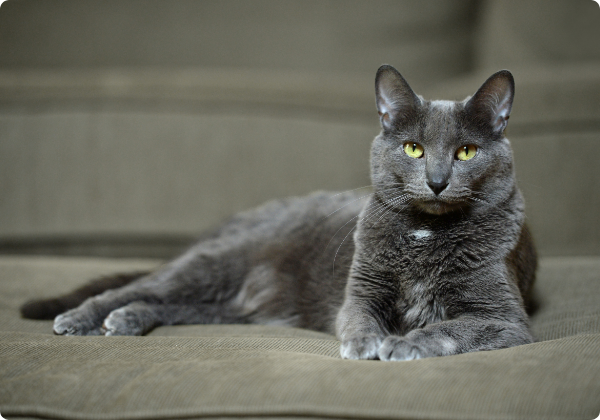 Korat
