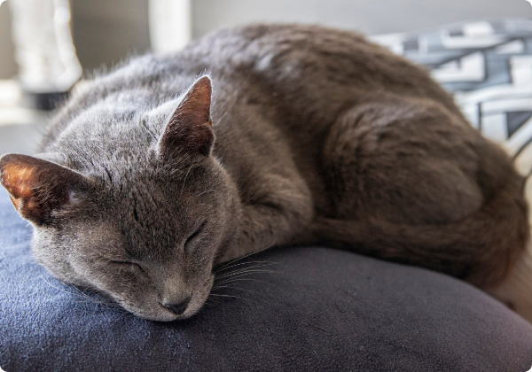 Korat