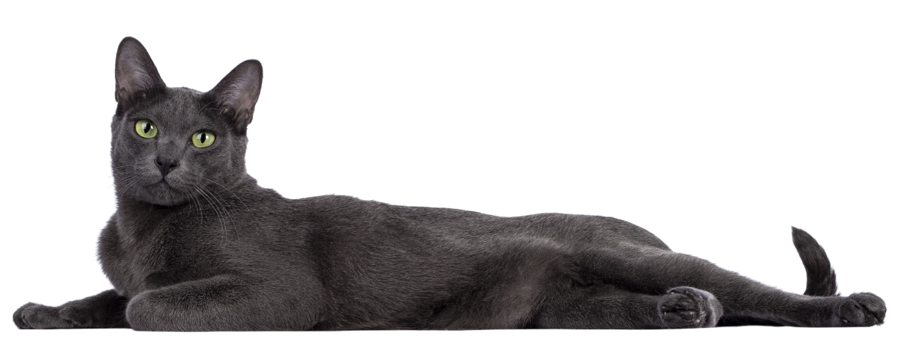 Korat