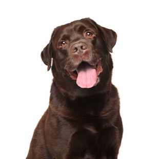 Lab