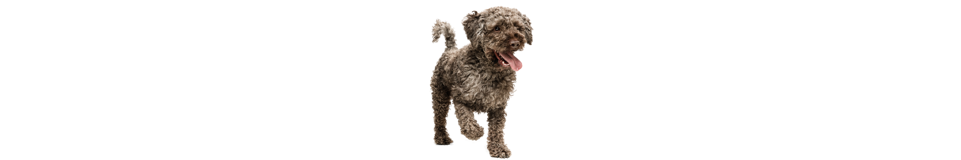 Lagotto