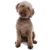 Lagotto Romagnolo