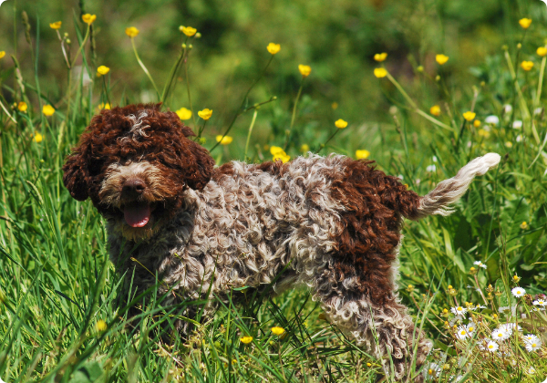 Lagotto Romagnolo 