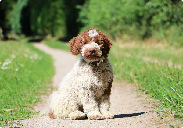 Lagotto Romagnolo 