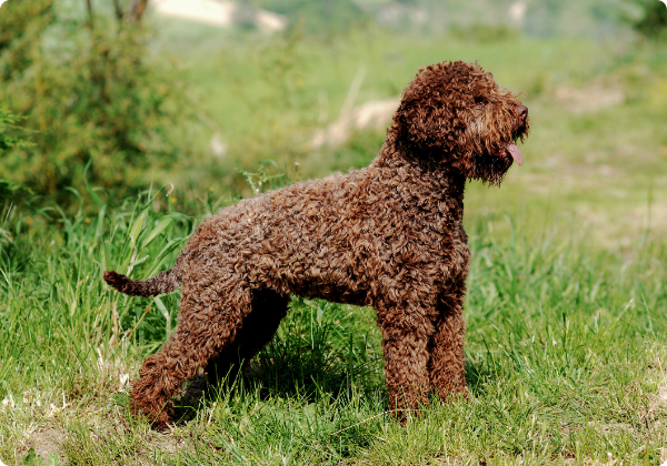 Lagotto Romagnolo 