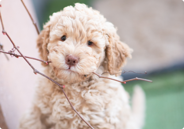 Lagotto Romagnolo 