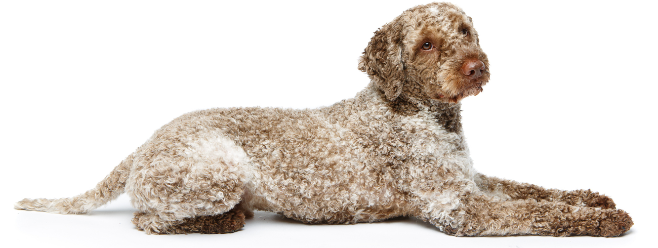 Lagotto Romagnolo 