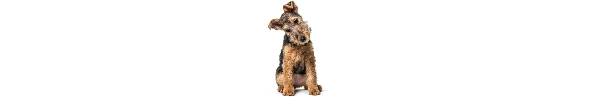 Lakeland Terrier