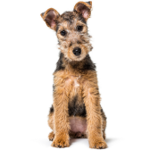 Lakeland Terrier