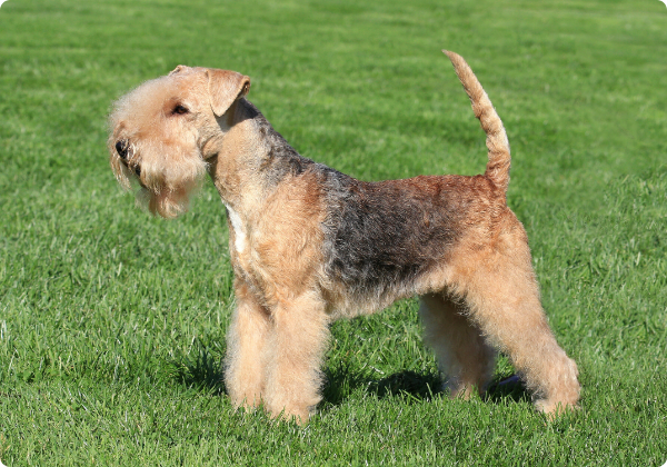 Lakeland Terrier