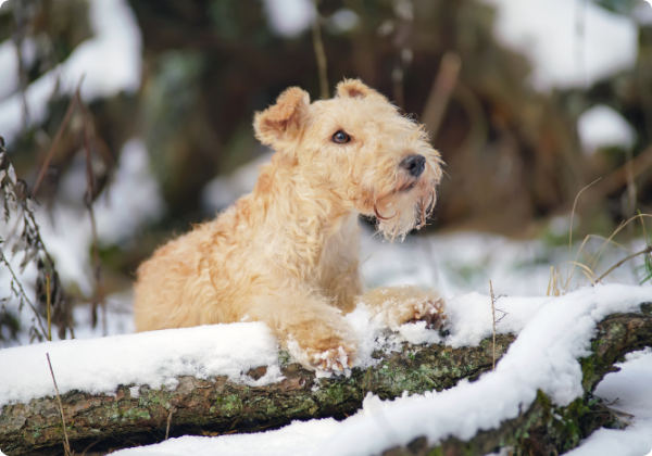Lakeland Terrier