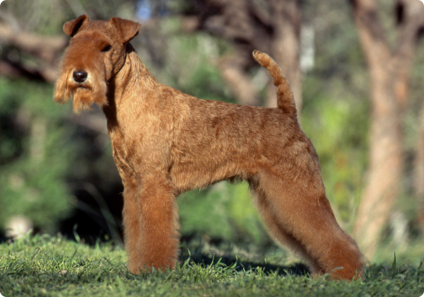 Lakeland Terrier