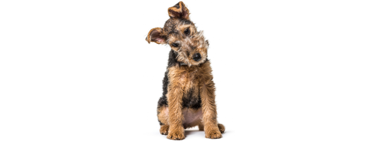 Lakeland Terrier