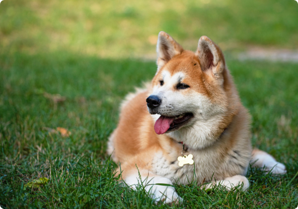 Akita Inu