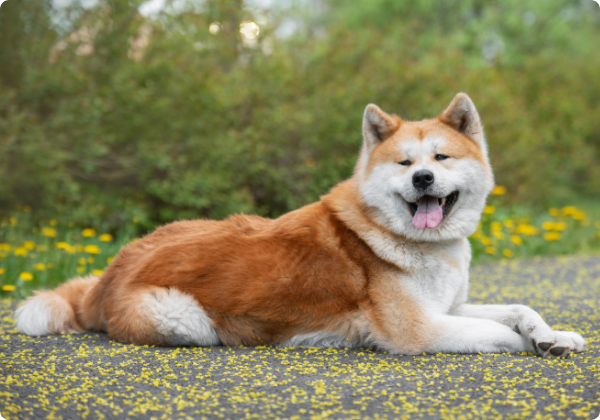 Akita Inu