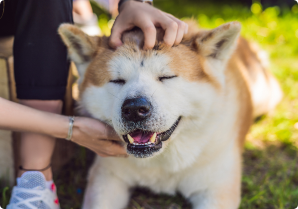 Akita Inu