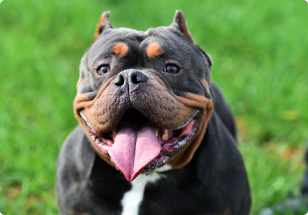 American Bully