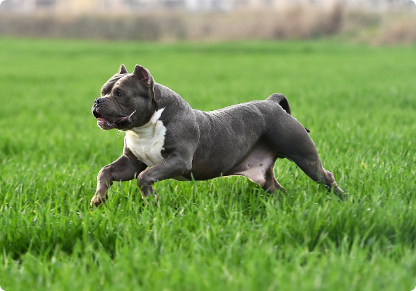 American Bully