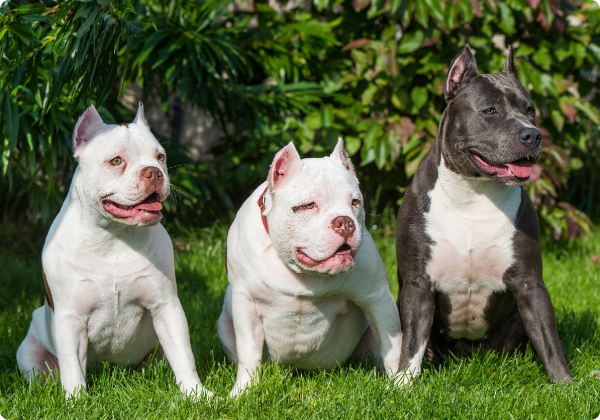 American Bully