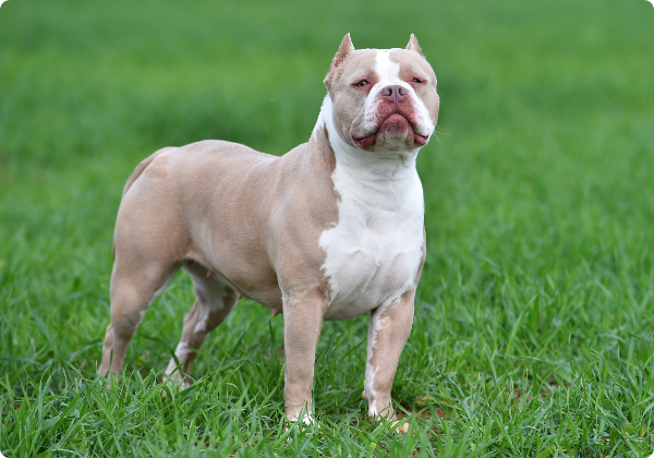 American Bully