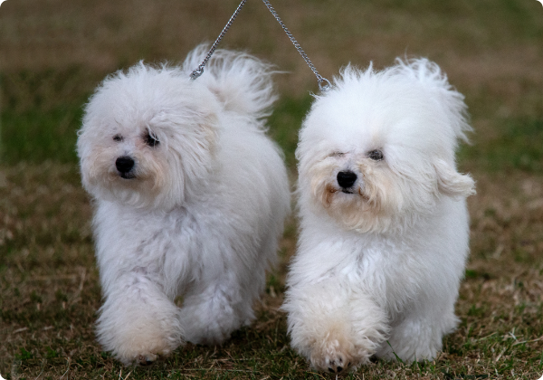 Bichon Bolonhes