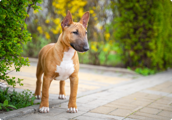 Bull Terrier