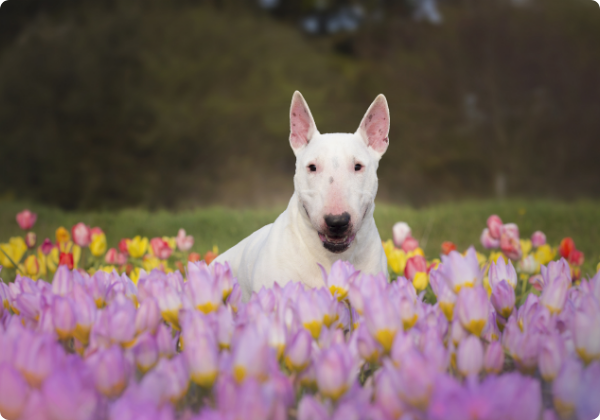 Bull Terrier